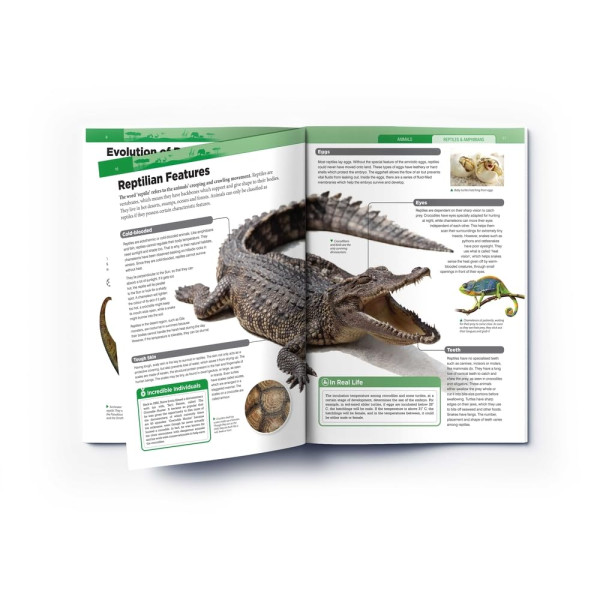 Animals - Reptiles and Amphibians : Knowledge Encyclopedia For Children