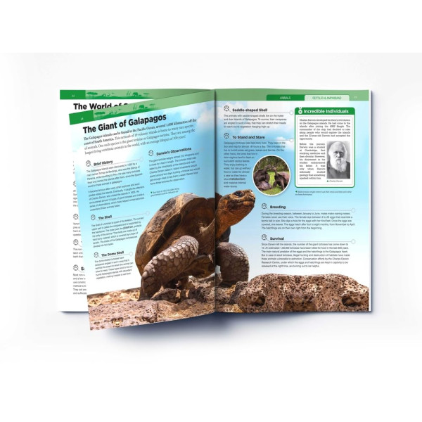 Animals - Reptiles and Amphibians : Knowledge Encyclopedia For Children