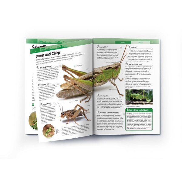 Animals - Insects : Knowledge Encyclopedia For Children