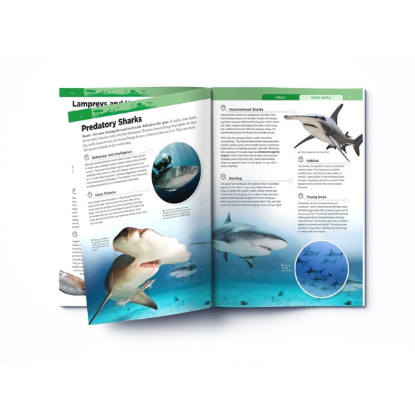 Animals - Marine Animals : Knowledge Encyclopedia For Children