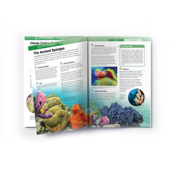 Animals - Invertebrates : Knowledge Encyclopedia For Children