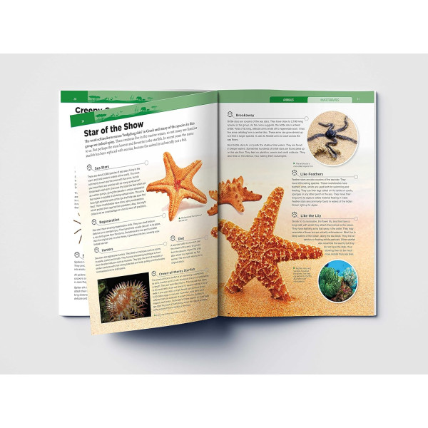 Animals - Invertebrates : Knowledge Encyclopedia For Children