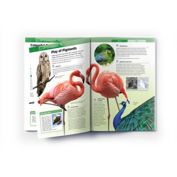 Animals - Birds : Knowledge Encyclopedia For Children