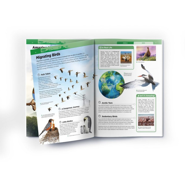 Animals - Birds : Knowledge Encyclopedia For Children